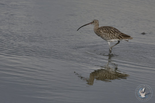 Eurasian Curlew