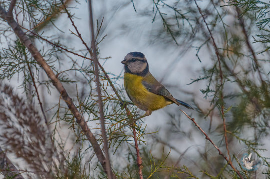 Eurasian Blue Tit