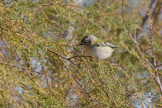 Goldcrest