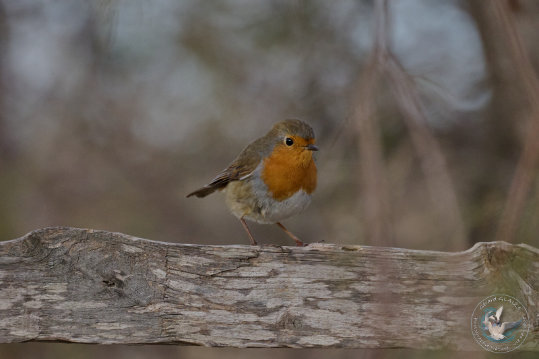 European Robin