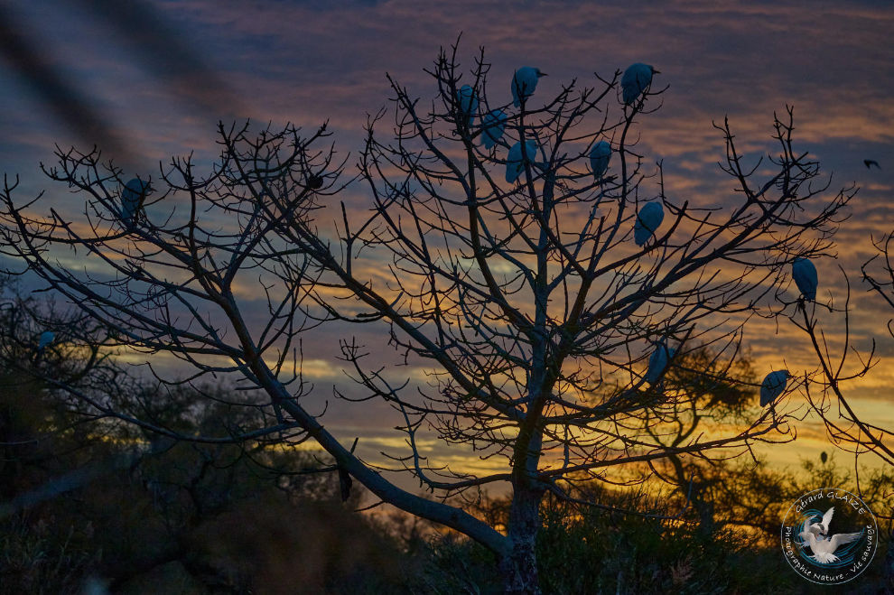 The Tree of Egrets