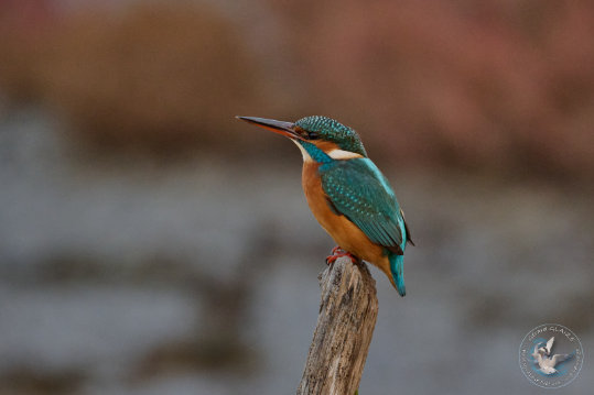 Kingfisher