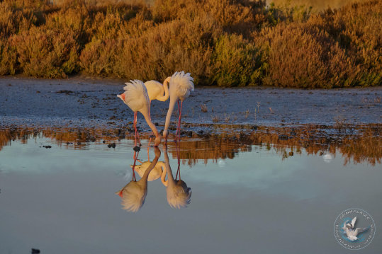 Greater Flamingo