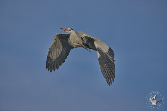Grey Heron