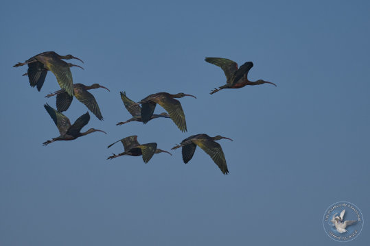Glossy Ibis