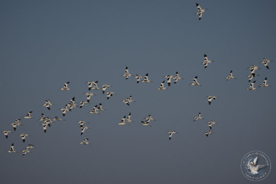 Flight of Pied Avocet