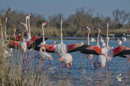 Greater Flamingo Parade