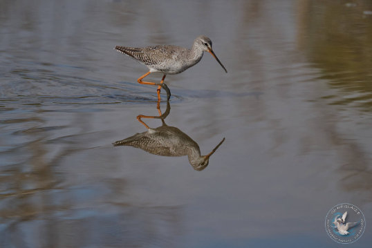 Spotted Redshank