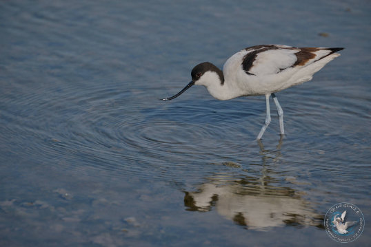 Pied Avocet