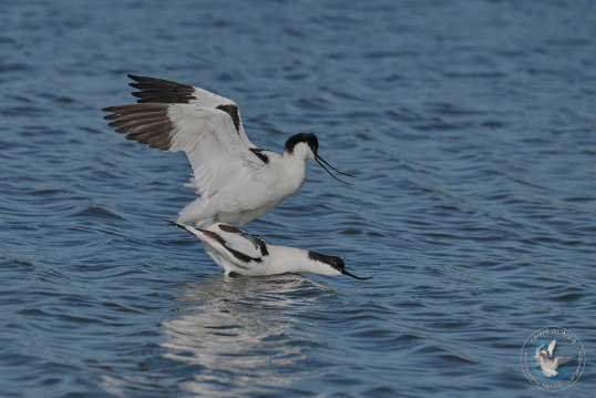 Pied Avocet