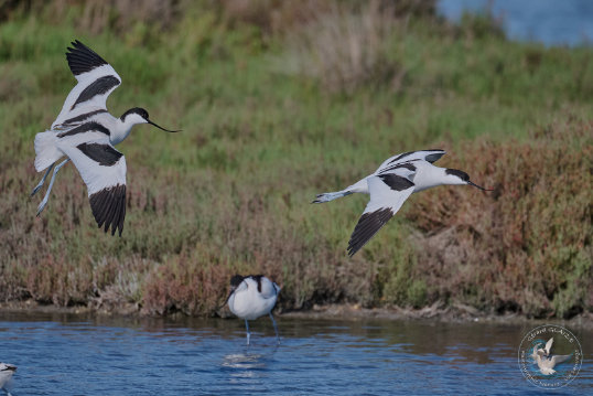 Pied Avocet