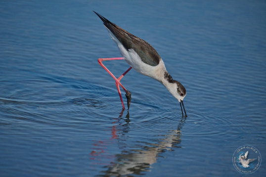 Black-winged Stilt