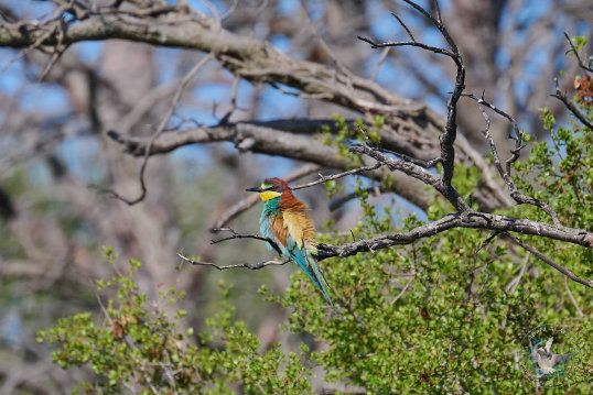 European Bee-eater