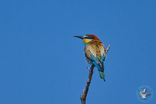 European Bee-eater