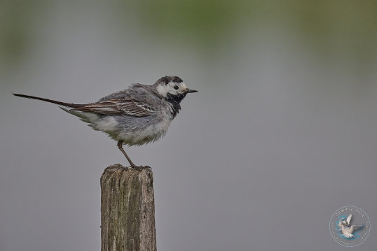 White Wagtail