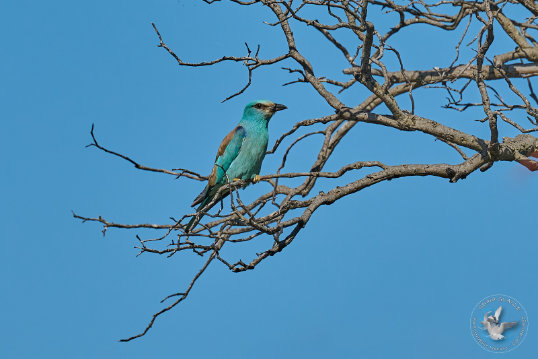 European Roller