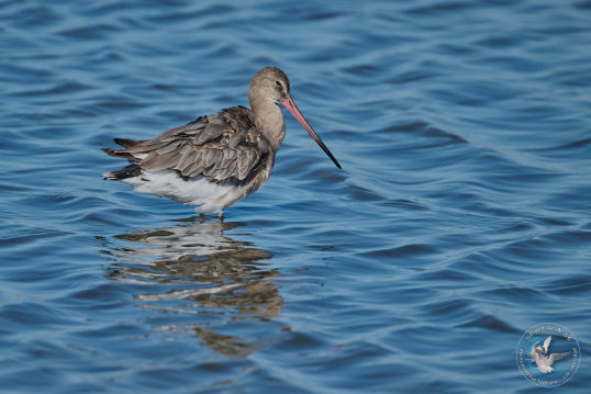 Black-tailed Godwit