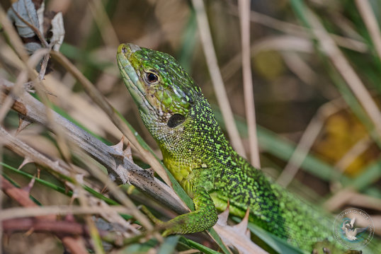 Green lizard