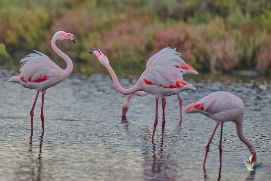 Greater Flamingo