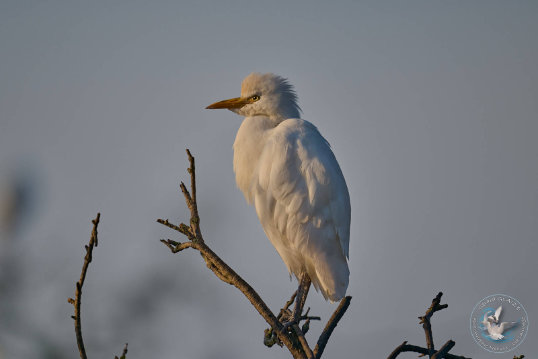 Western Cattle Egret