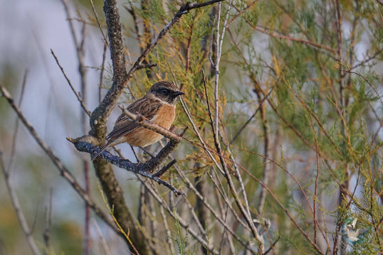 European Stonechat