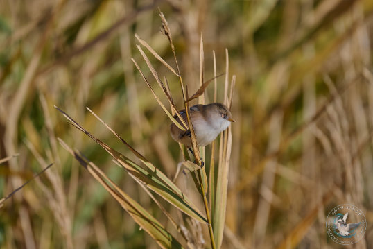Bearded Reedling