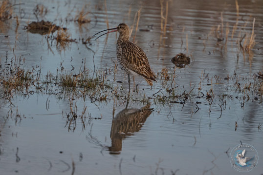 Eurasian Curlew