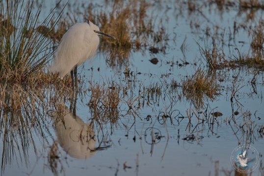 Little Egret