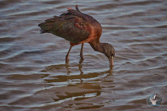 Glossy Ibis