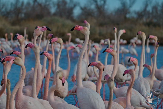 Greater Flamingo