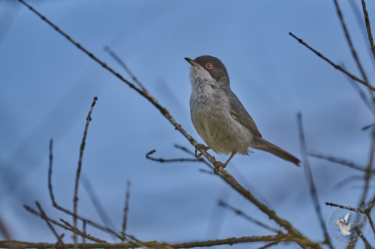 fauvette mélanocéphale