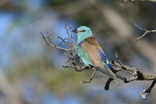 European Roller