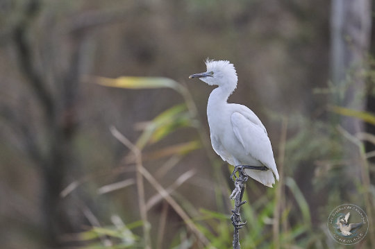 aigrette garzette