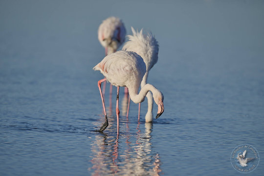 flamant rose