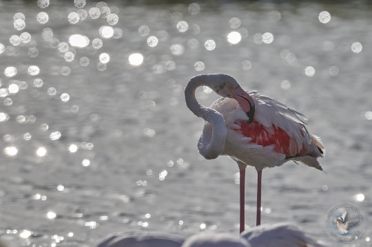 flamant rose