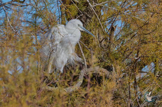 aigrette garzette