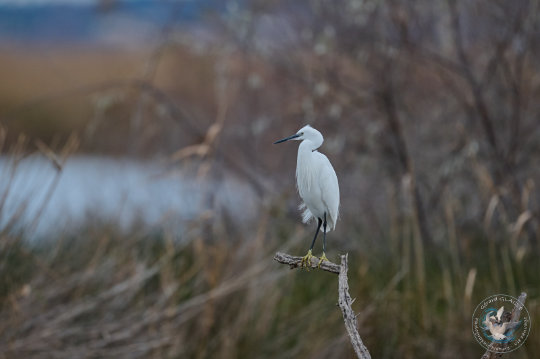 aigrette garzette