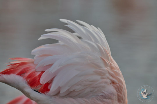 flamant rose