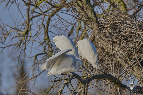 aigrette garzette