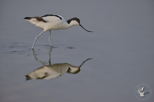 avocette élégante