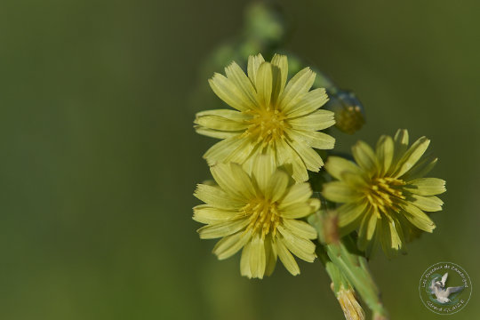 Flore Camargue