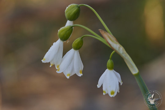 Nivéole de printemps