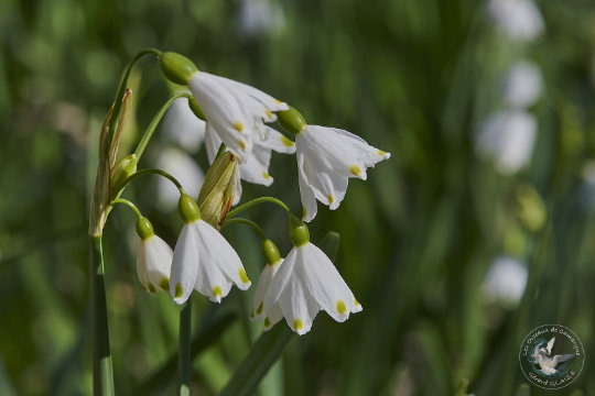 Nivéole de printemps