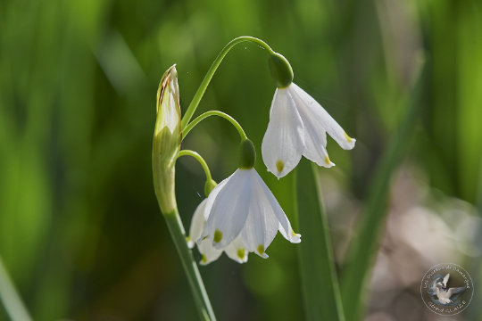 Flore Camargue