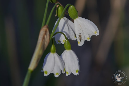 Nivéole de printemps
