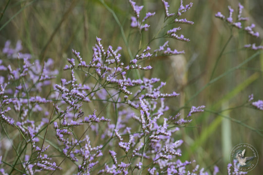 Saladelle ou lavande de mer