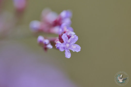 Saladelle ou lavande de mer