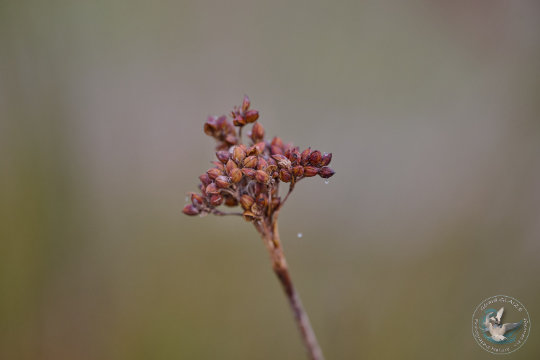 Flore Camargue