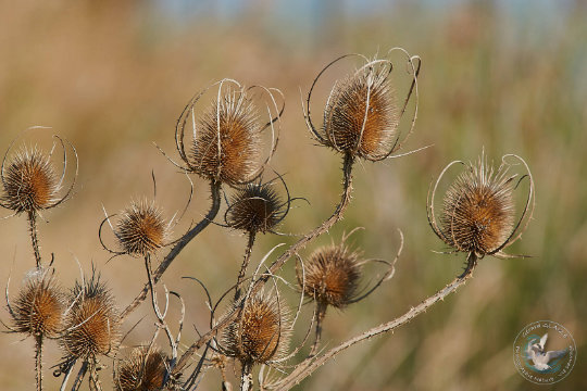 Flore Camargue