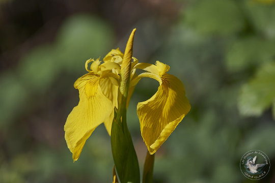 Iris des marais